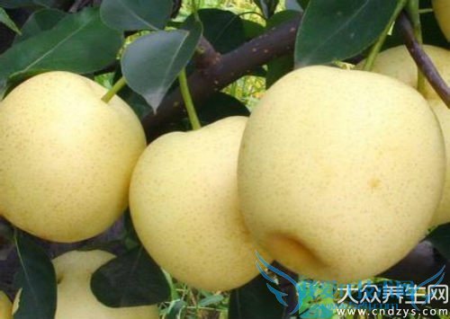 �����ܳ�ѩ����