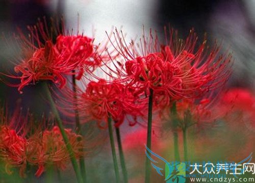 �������ܳԺ컨��