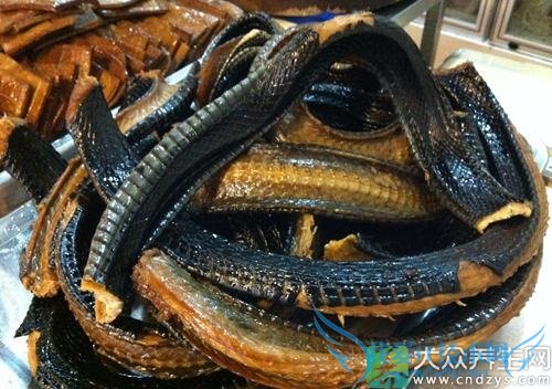 Ƥ�������ܳ�������