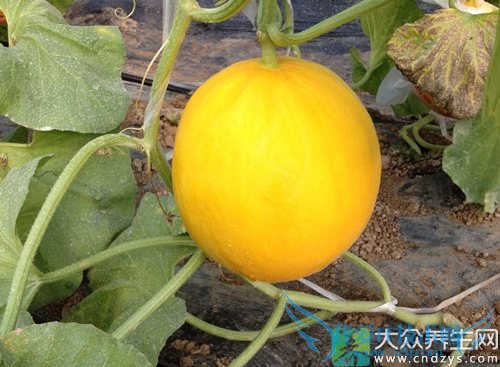 �����ܳ������