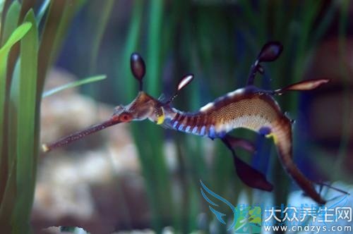 ʮ��׳��ʳ��������������(7)