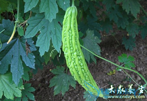 �����ܳԿ����