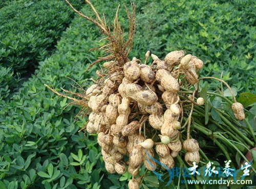 ����Ů�˵�8�ֽ�����ʳ(1)