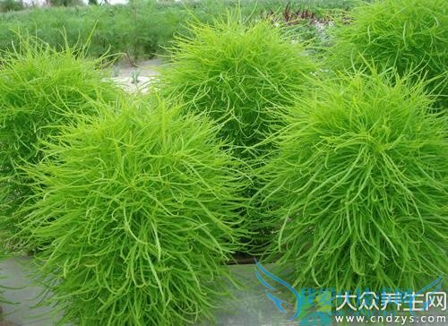 �������ܳԵط���