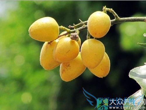 �и����ԳԻ�Ƥ����