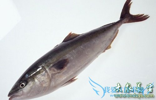 �����ܳ�������