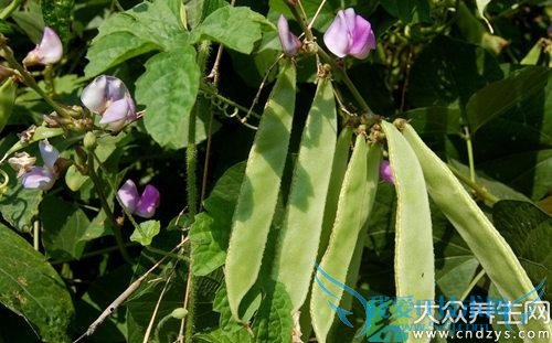 �������ܳԱⶹ��