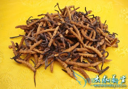 �����ܳԶ����Ĳ���