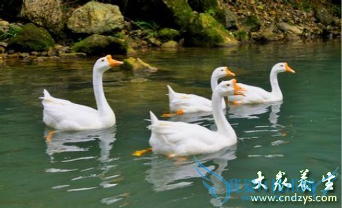 �и����ԳԶ�����