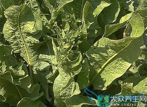 Ƥ�������ܳ�������