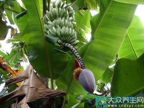  �����ܳ԰Ž���