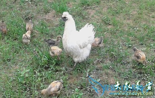 �����ܳ��ڼ���