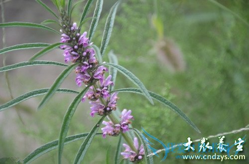 ���豣̥6��ʳ��ǧ������(6)