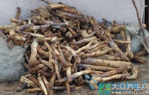 Ƥ�������ܳ���������