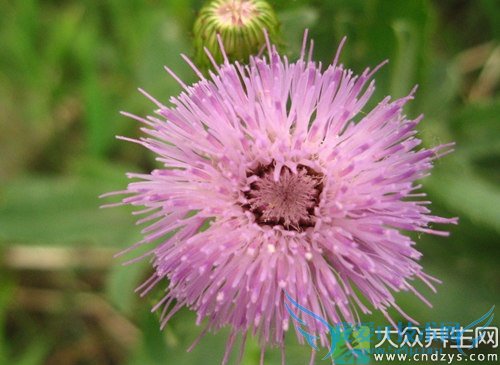 �����ܳԴ̶�����