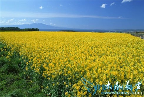 ������֪����Ӫ��С֪ʶ(3)