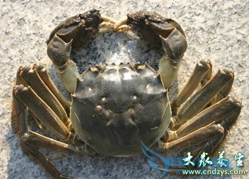 ���»�������������9��ʳ�� ����������(5)