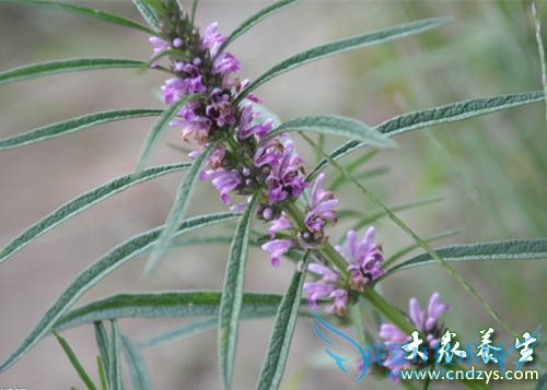 ���»�������������9��ʳ�� ����������(6)