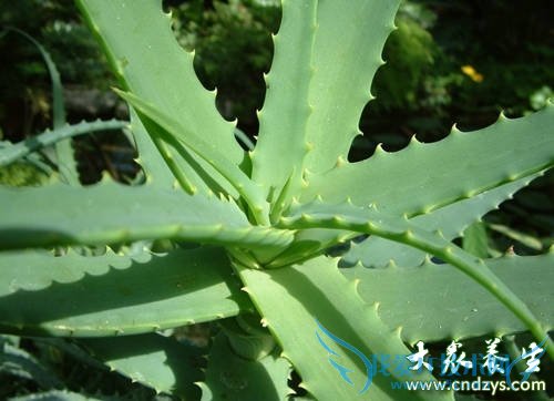 ���»�������������9��ʳ�� ����������(9)