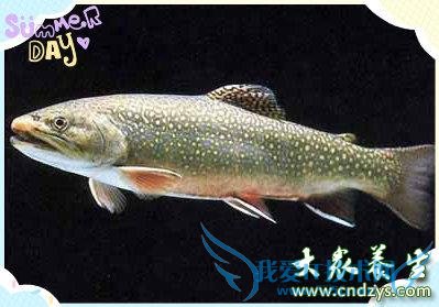 ʲô������֢������֢��Σ��������֢ʳ��ʳ��(4)