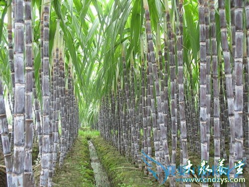 �����ܳԸ�����