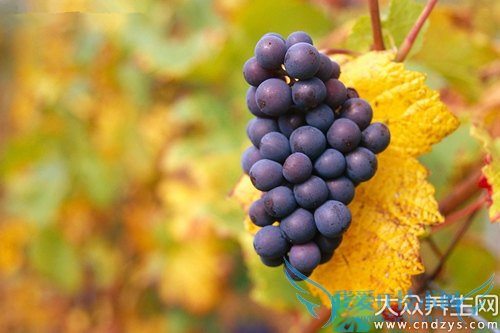 �и��ܳ���������