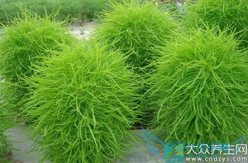 �����ܳԵط���