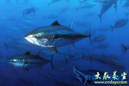 ����̥�����ε�6��ɱ��ʳ�� ������ҪС��(5)