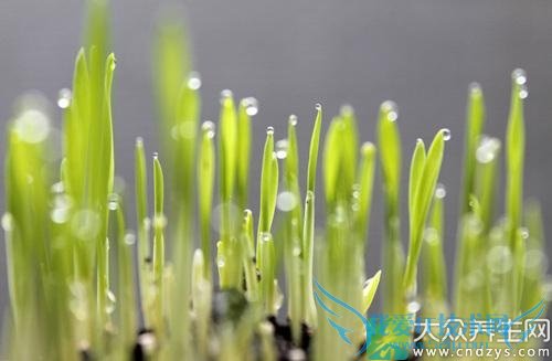 Ƥ�������ܳ���ѿ��