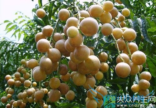 �и��Ի�Ƥ��ע������ 