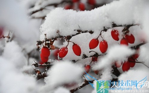 Ƥ�������ܳ�ѩ����� 