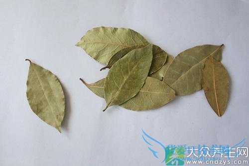 Ƥ�������ܳ���Ҷ��