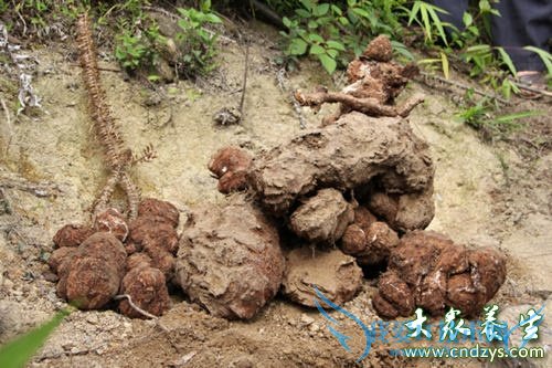 �����ܳ�������