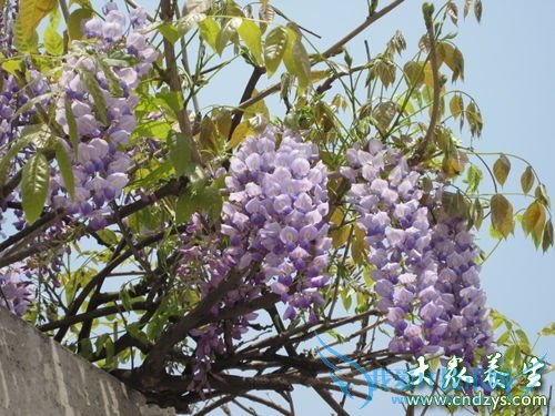 �и��ܳ����ٻ���