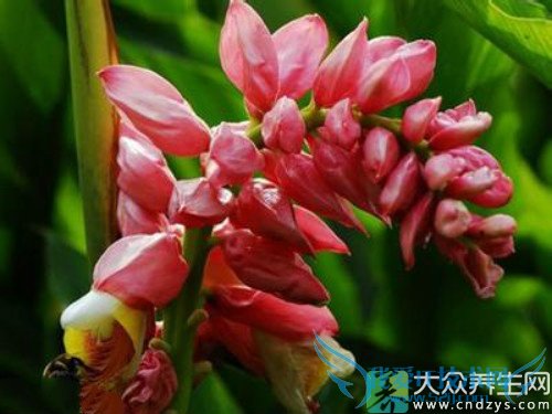 �����ܳԶ�ޢ��