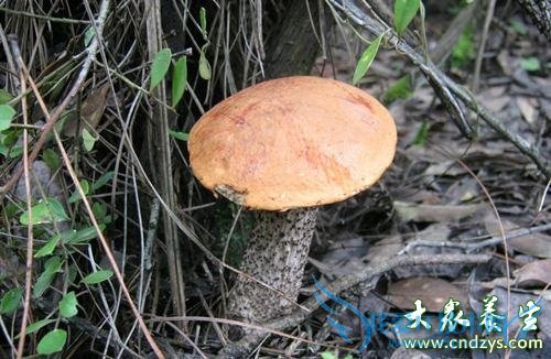 �����ܳ�ţ�ξ��� 