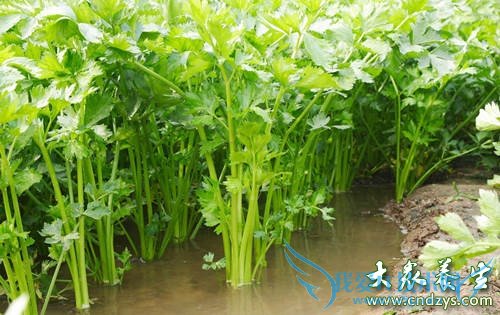 ר���Ƽ��Ĳ�������ѹҩ��(4)