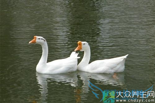 �����ܳԶ���