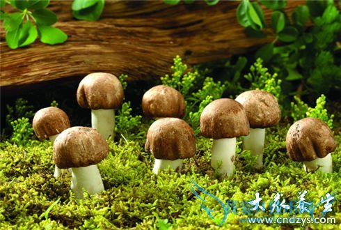 �����ʳ�� ������Ӫ��(3)