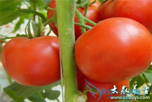 �����ʳ�� ������Ӫ��(1)