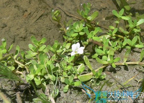 �����ܳ���ʵ��  