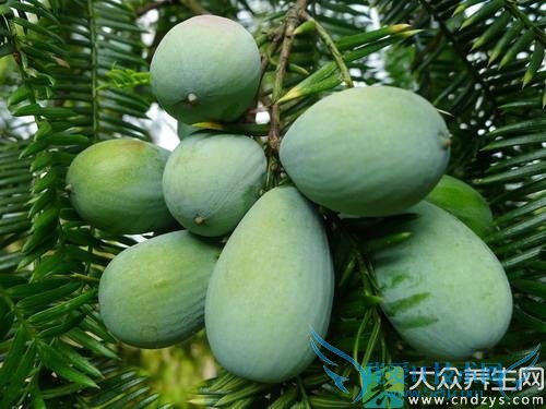 �����ܳ������