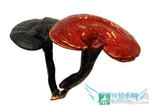 ͷ���ٳ�ʲô��