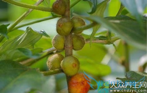 �����ܳ���ָë����