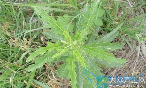 �������ܳԴ̶�����