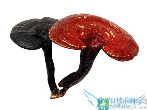 �¾����ܳ���֥��