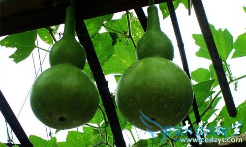 �������ܳԺ�«��