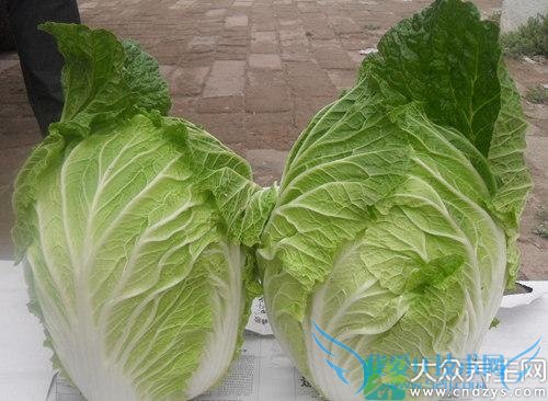 �������ܳ԰ײ��� 