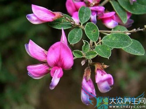 �����ܳԺ�֦����