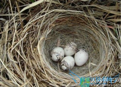 ���˳���Щʳ��Ԥ�����(1)